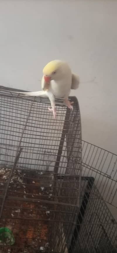 ceremo female parrot for sale