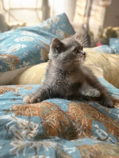 British short hair kitten