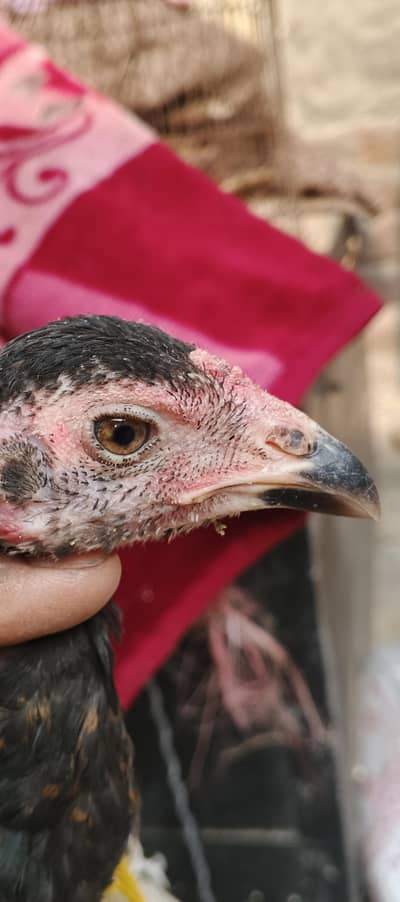 pure tiger chicks are urgent sale dorsement tested over