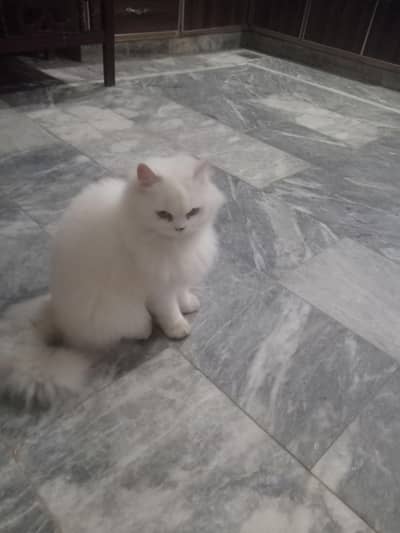 cat parsian white