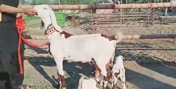 Desi Bakri For Sale Whatsapp 03266288418