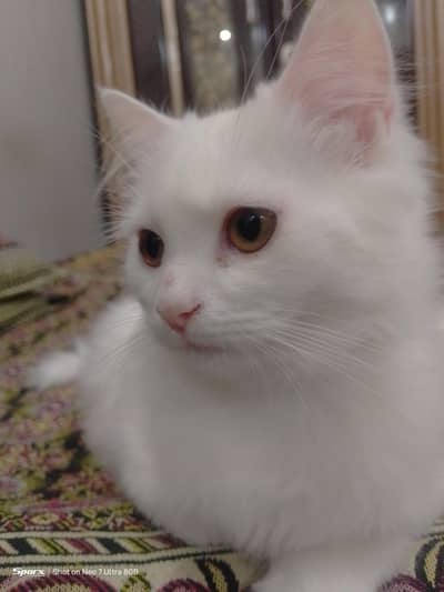 WHITE PERSIAN KITTEN