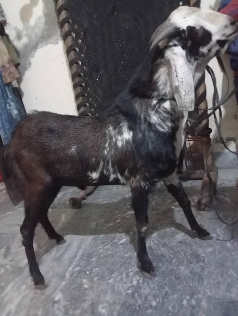 bakra 0