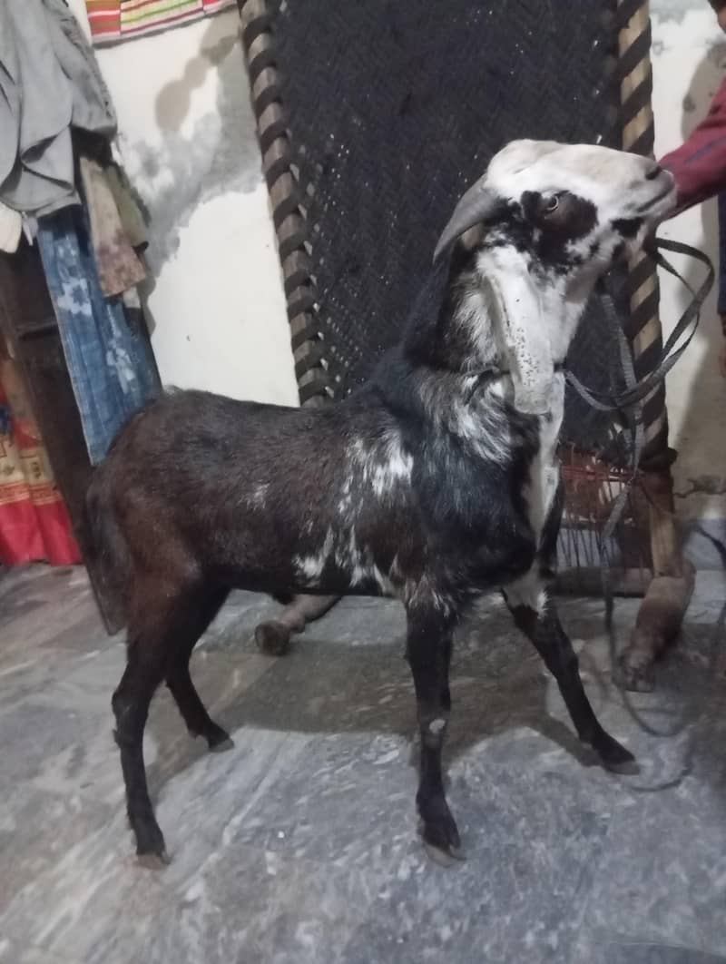 bakra 1