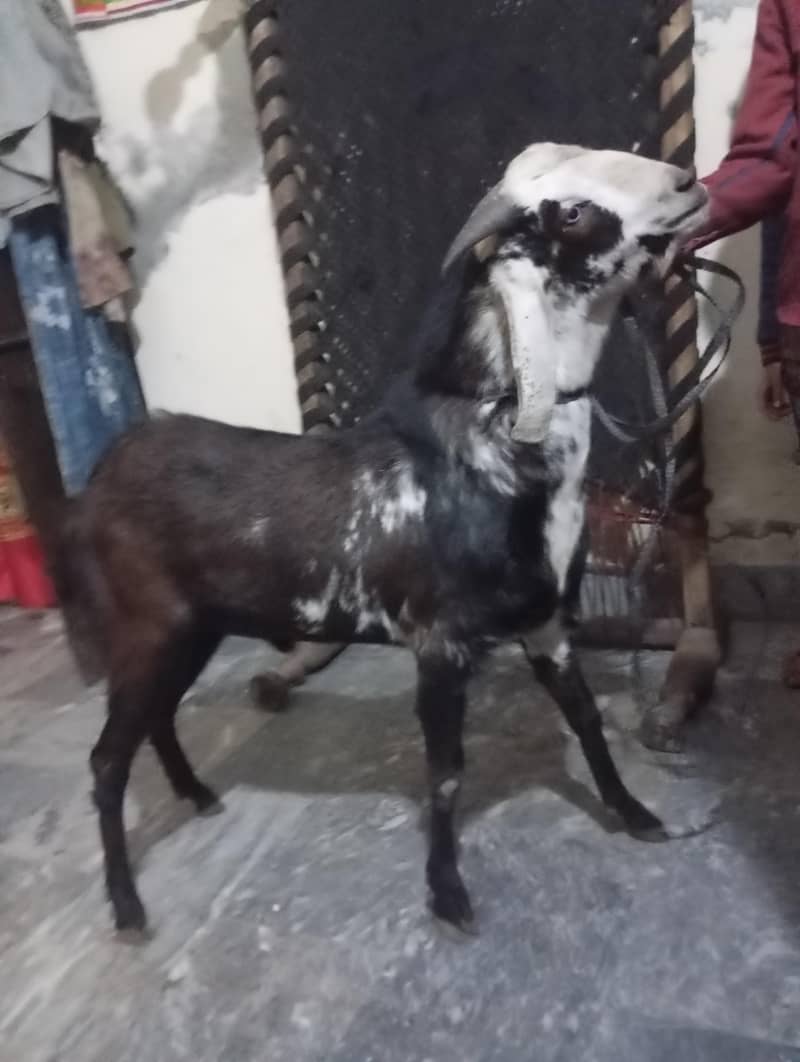 bakra 2