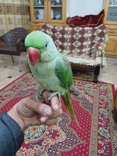 raw parrat