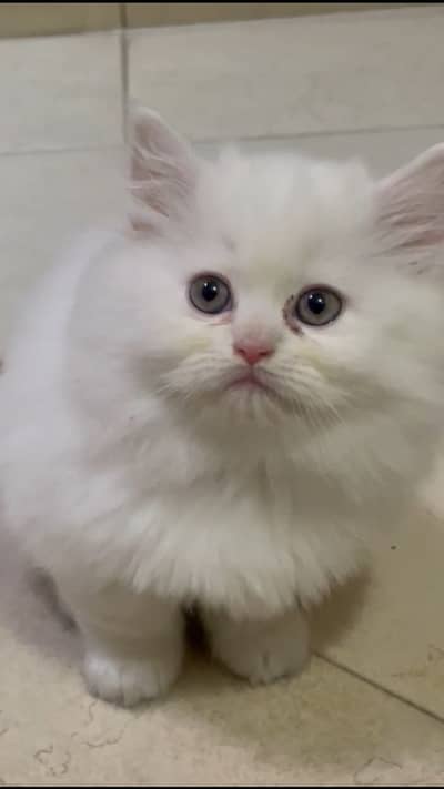 Persian kitten