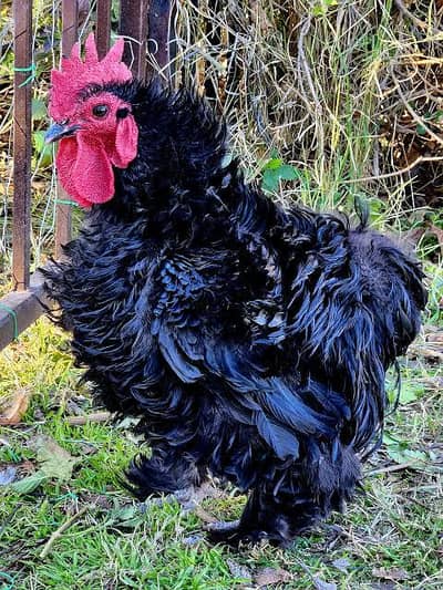 WhatsApp 03241725331