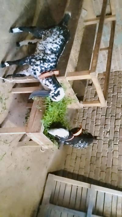 2 piuer dasi  maki chani male female