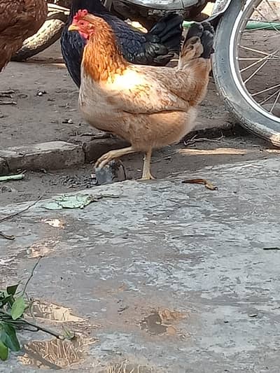 desi murga  aur desi murgi