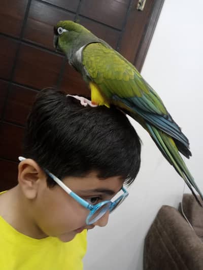 tamed pentagon parrot 03156376925