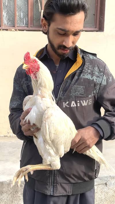 Turkish hint cross white murgha for sale mora 3100