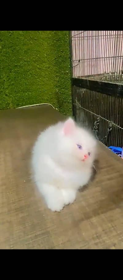 Persian cat triple quote 5 face mein later train. whats ap 03291169407