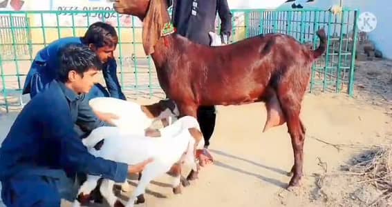 Desi Bakri For Sale Whatsapp 03106417029