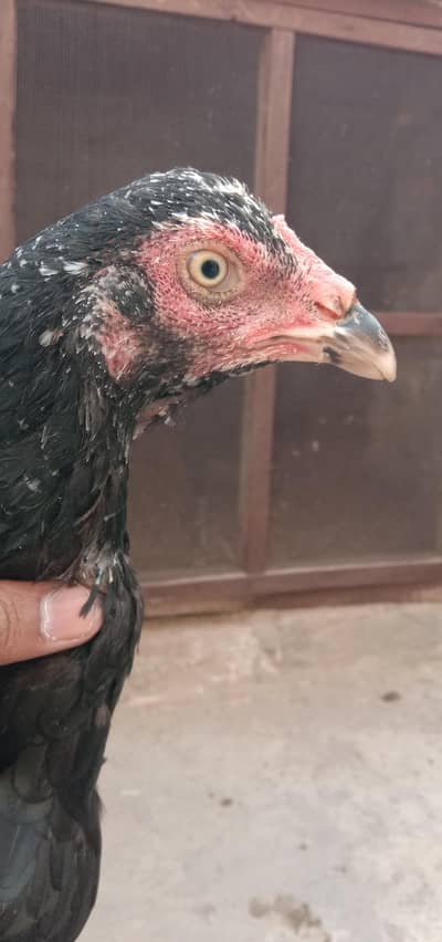 Pure Pakistani black mushki maddi Ando pay tyar hai