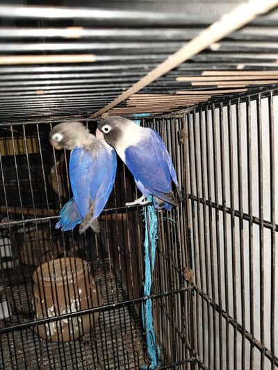 African love bird breeder
