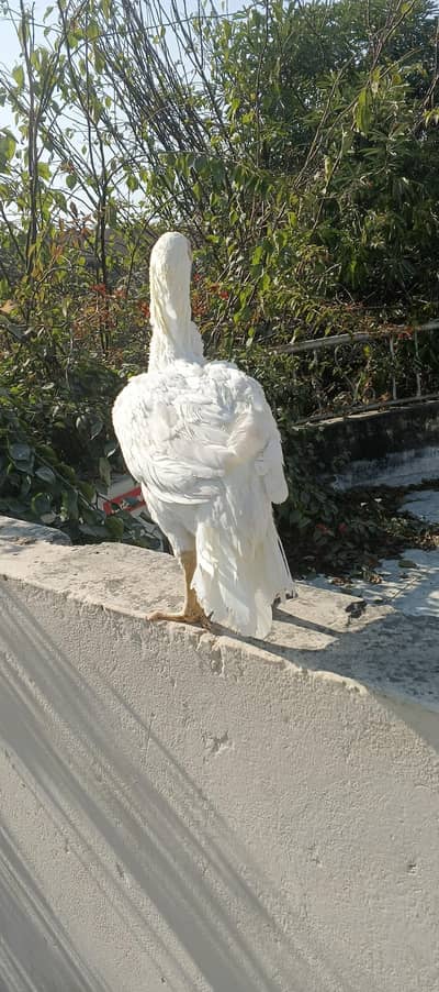 high quality Heera female