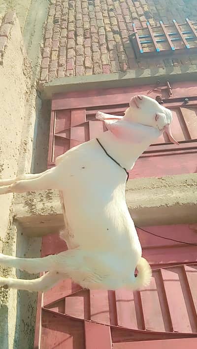 Gulabi cross kheera Breeder 40kg live