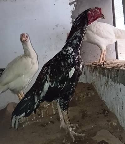 Lasani cheena Patha + Cheeni Madi + 2 White Heera Madi + Lakhi Madi