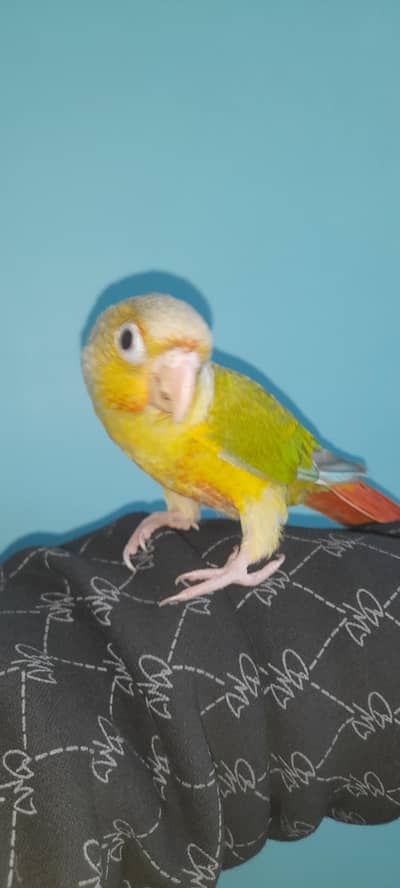 pineapple conure  tamed