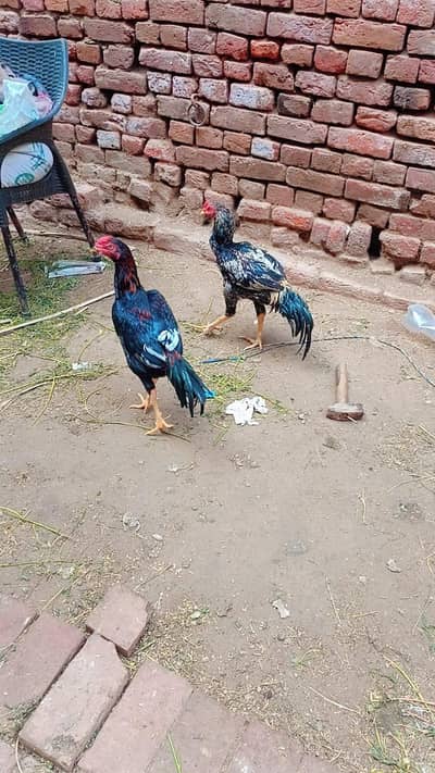 mushka Pattha for sale