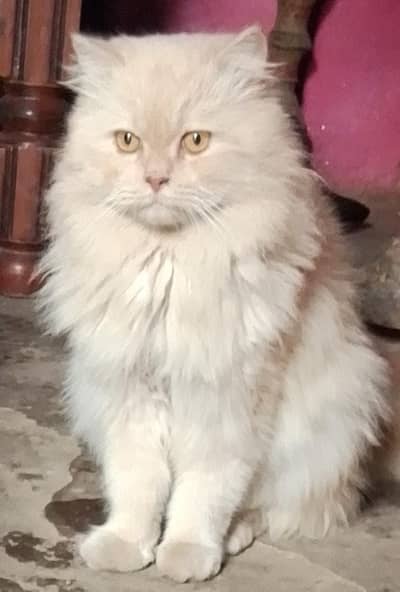 fully activ fully trained