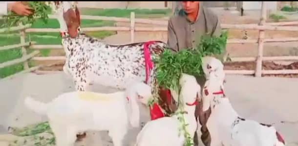 desi bhitar bakri for sale WhatsApp 0307=2594=823