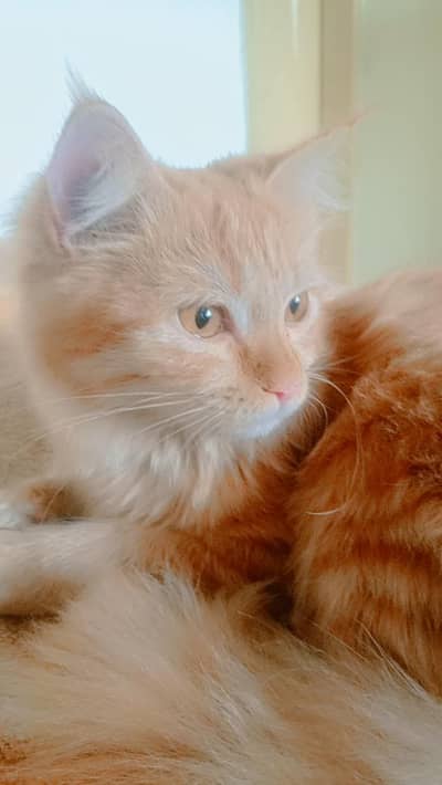 Persian Female Cat Russian Breed Trained and Playful Urgent for Sale