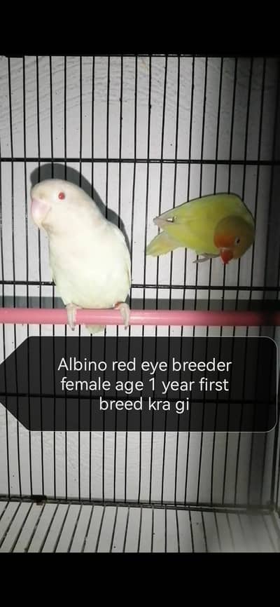 Lovebirds breeder females albino creamino