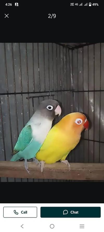 Love Birds and Cocktail