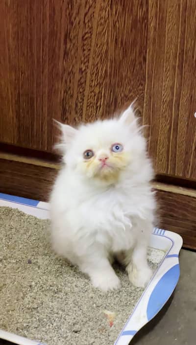 Piki Face Odd Eyes Persian Long Coated Kittens For Sale