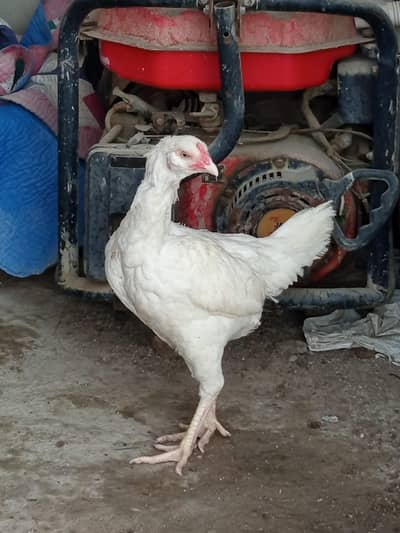 Aseel Heera White Pair Egg laying