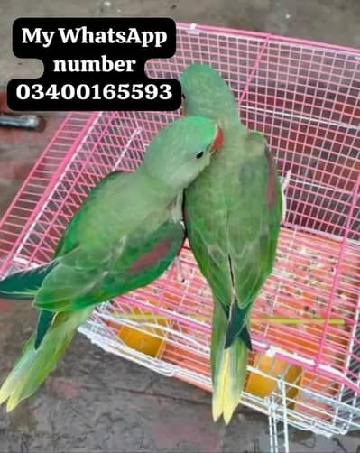 Kashmir raw paroot for sale