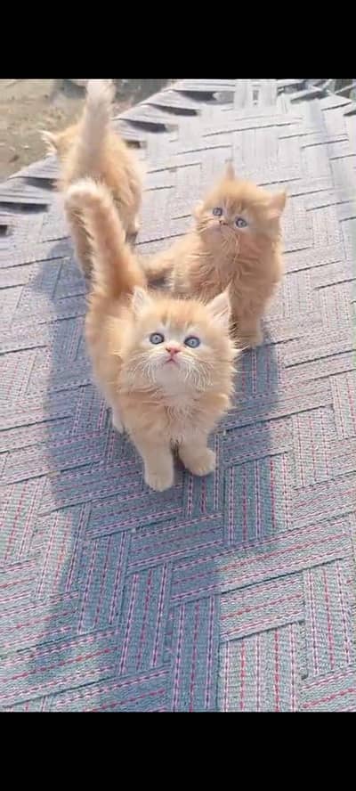 triple coated Persian kittens