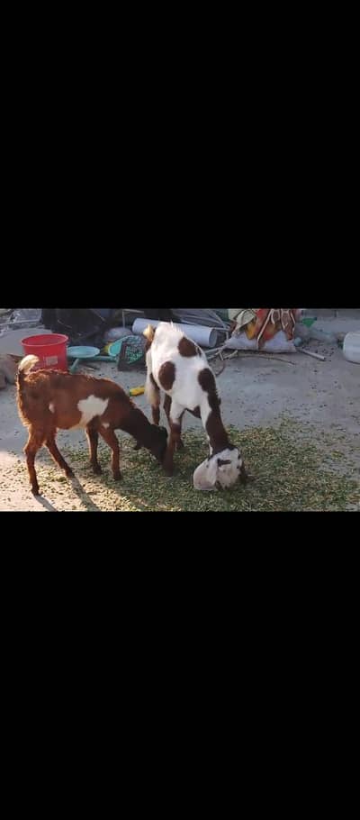 Zinda Bakriyan For Sale – Kilo ke Hisaab se