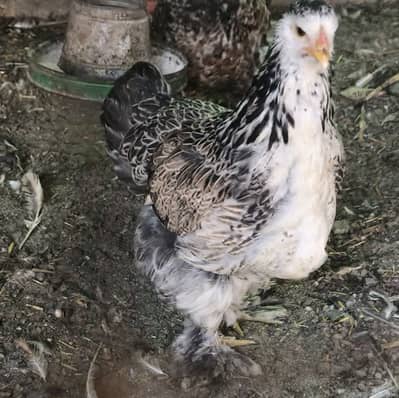 Salmon brahma young hen