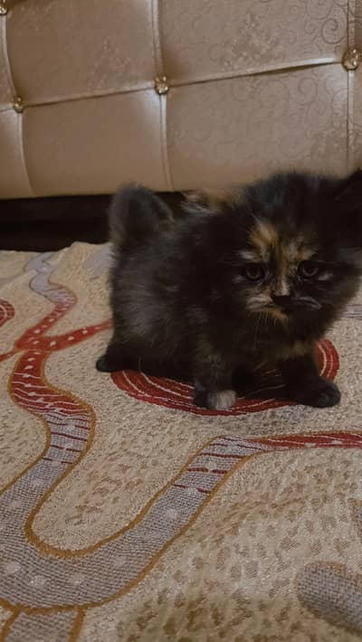 Double cout persian kittan for sale  price Per kittan 7k 03708234404
