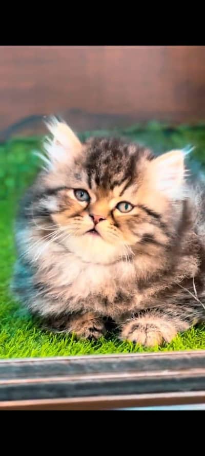Pure Persian cat vaccinated triple long coted had littler trand