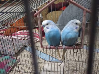 Blue Love bird Astariel