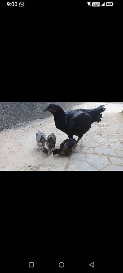 aseel  Tai bacchon ke Sath