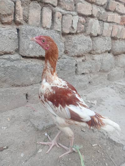 Aseel Murga /Pathi/Patha/female /murgi /Murga /Madi /male