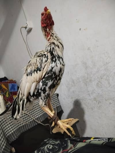 Aseel china nayab murga age 2 years