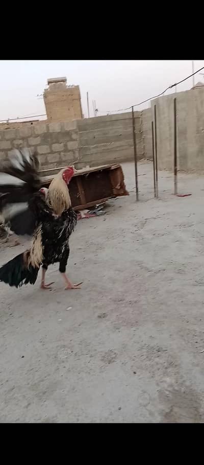 Aseel jawa and desi misri murga