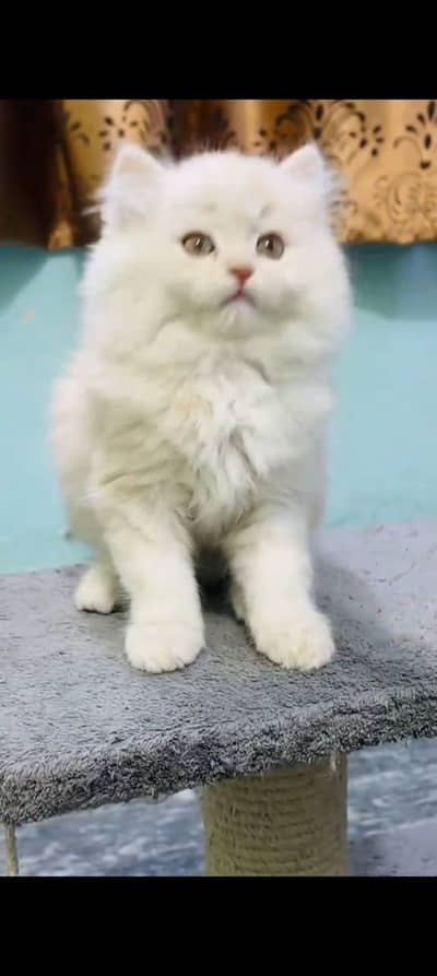 Persian kitten vaccinated triple coted and littler trend