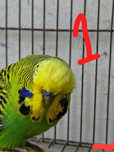 Exhibition/ Black face/ Black wing Hogo