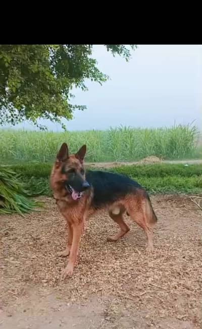 German shepherd single coat age two years