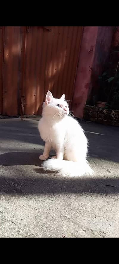 Persian cat triple coated odd eyes long hair