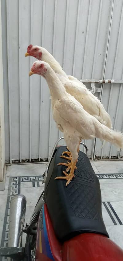 Paper white murga pair for sale only WhatsApp number 0326/87/50/738