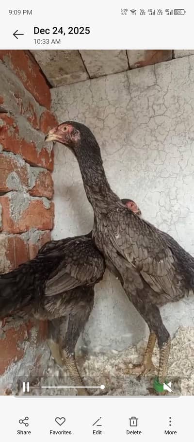 Blue Shamo females|pure German blue Shamo pathi|