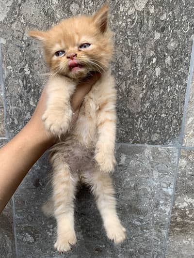 X punch face Persian kitten